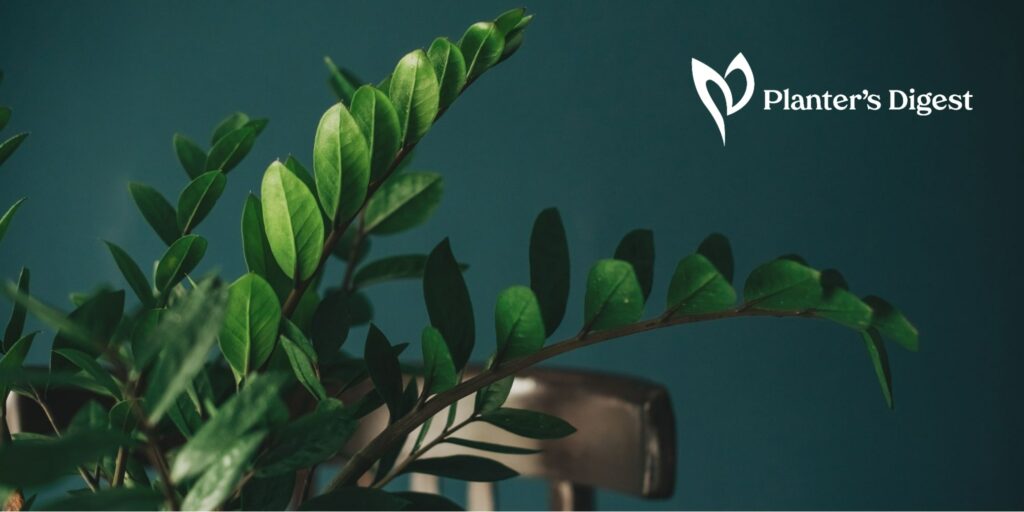 Sun-Free Beauties 20 Indoor Plants That Don't Need Sun