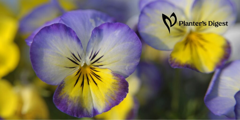 What to Plant in February (25 Best Plants to Grow in February)