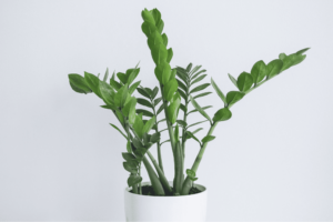 ZZ Plant
