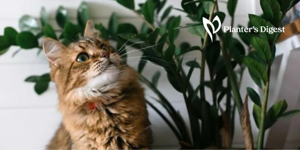 ZZ Plant Toxicity Is the ZZ Plant toxic to cats, dogs and humans