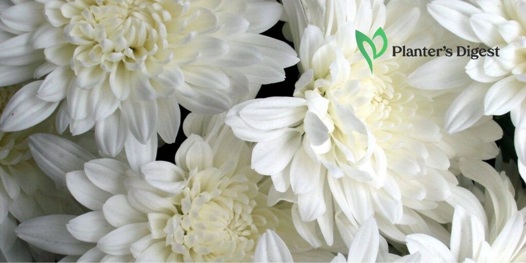 White Flowers for Gardens Pure as Snow, Marvelous as Spring