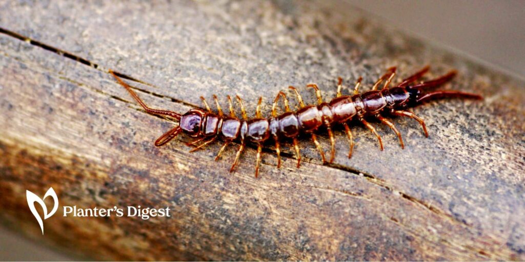 Are Centipedes in Houseplants Harmful And How to Get Rid Of Them