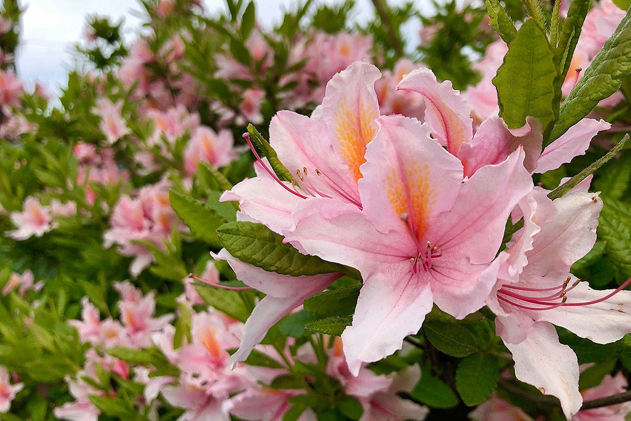 Plants That Attract Deer: 24 Delectable Choices for Wildlife