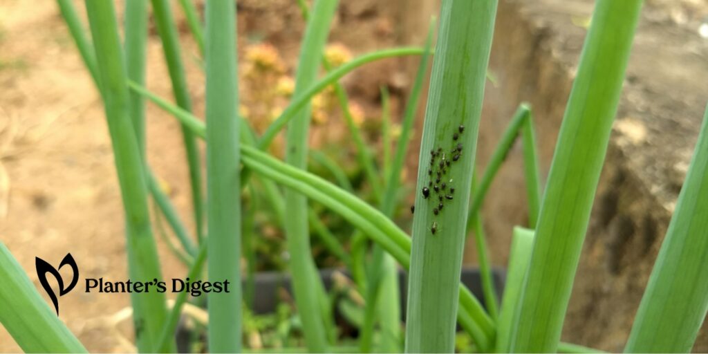 Black Bugs on Chives Are They Harmful and How to Deal With Them