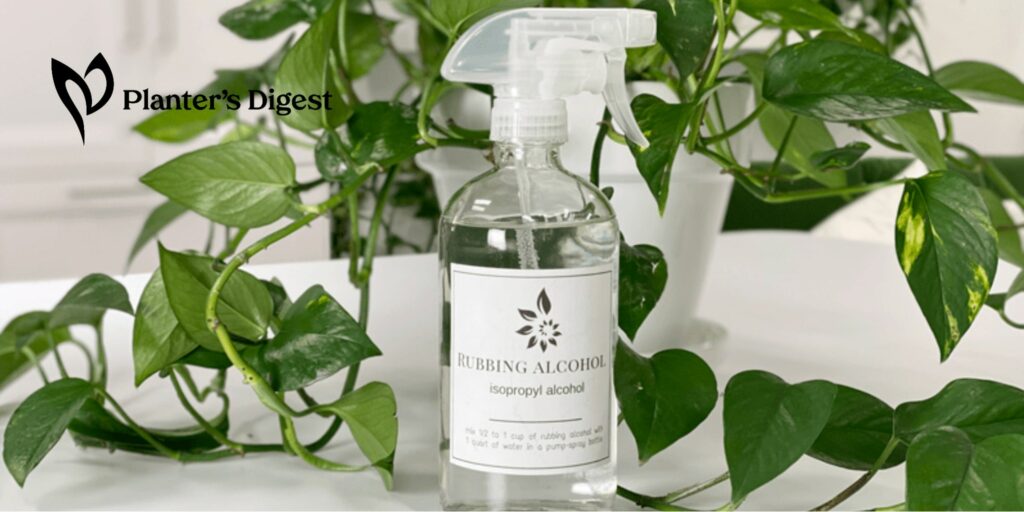 Can You Spray Plants With Alcohol Safe Practices and Effective Uses