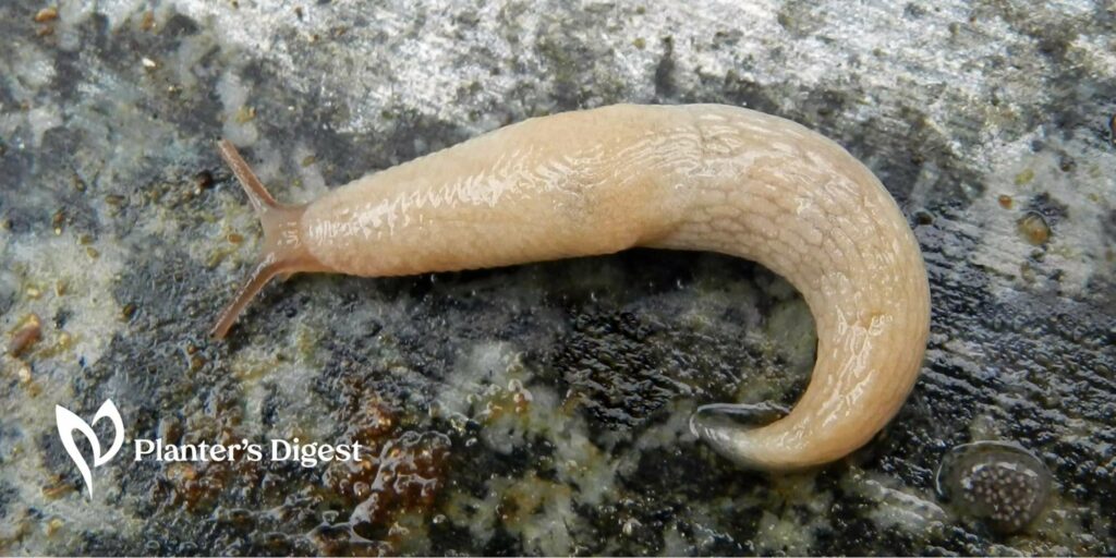 White Slugs in Your Garden Good or Bad And Easy Ways to Get Rid of Them