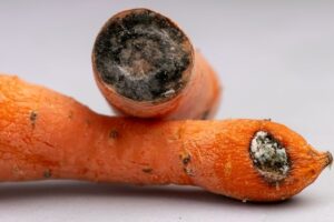 4 Reasons Why Your Carrots Have Black Spots