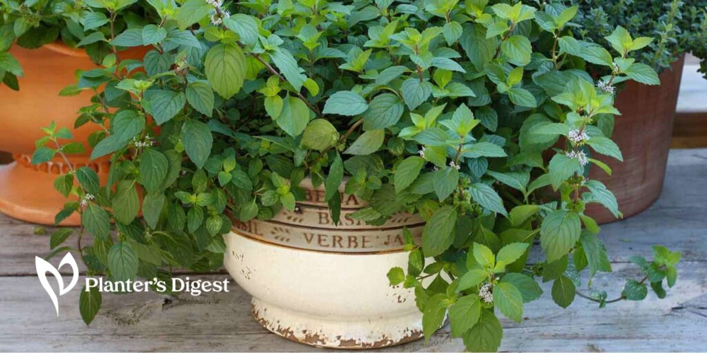 Best Container for Mint Size and Material Considerations
