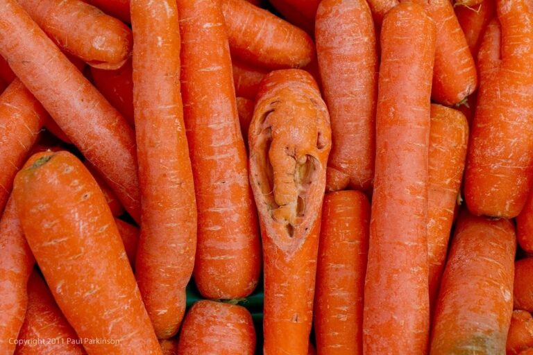 Is it safe to eat slimy carrots? Hacks and myths revealed! [2025]