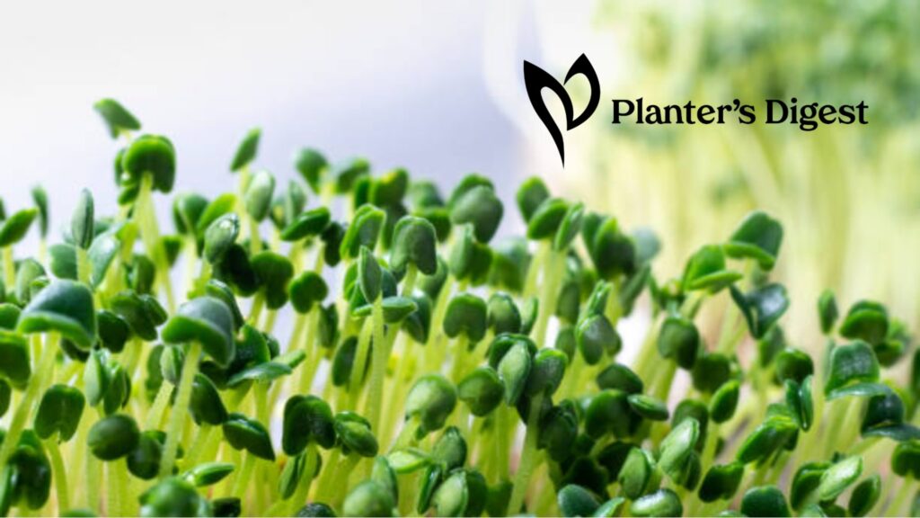 chia-seeds-sprouting