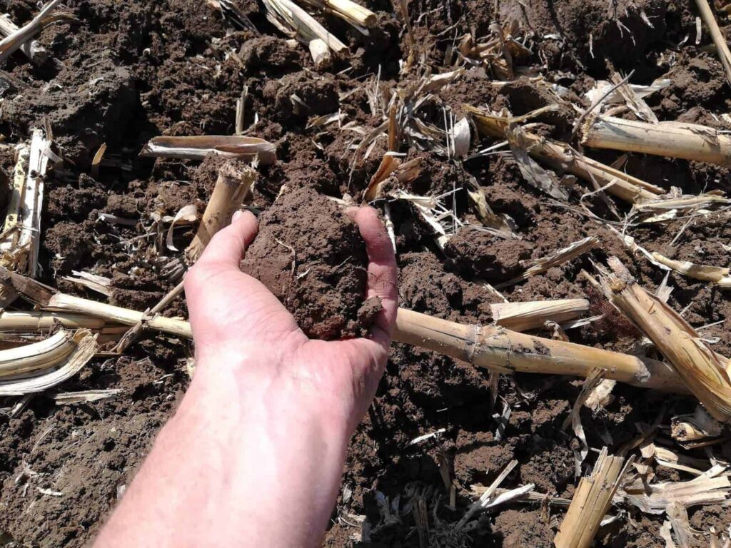 corn-stalk-on-soil
