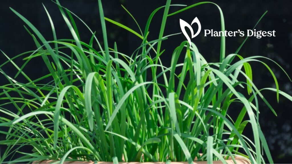 drooping-chive-leaves