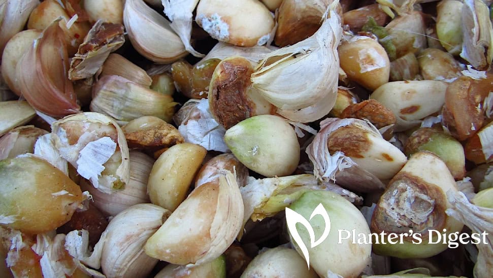 garlic-cloves-transistioning