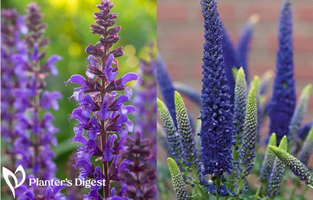 salvia-and-veronica
