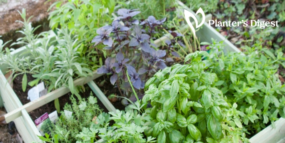 top-herbs-with-vitamins-and-mineral-banner