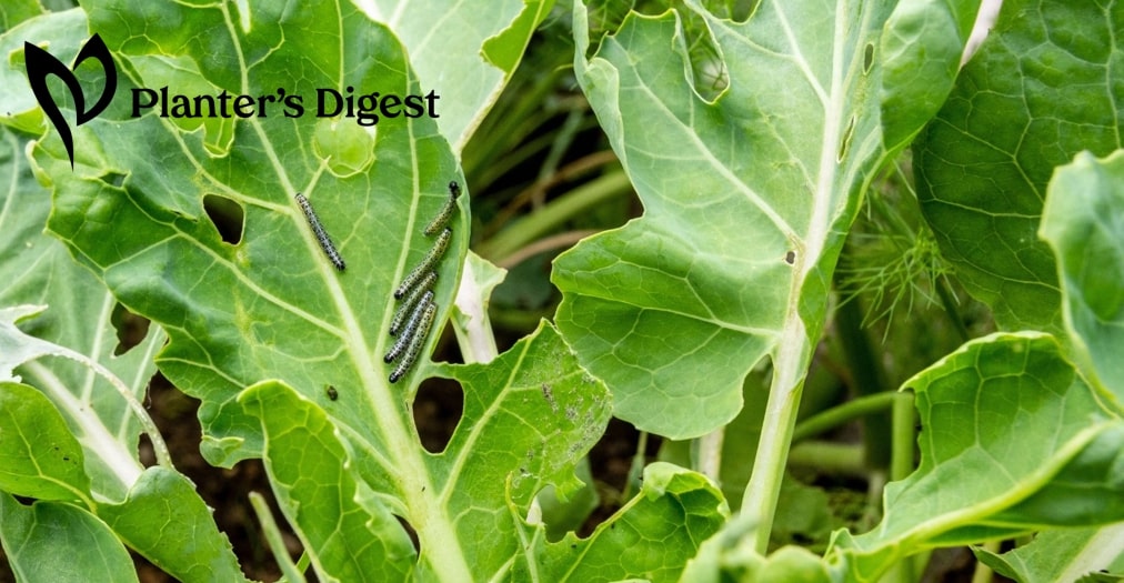 greens-with-holes-banner