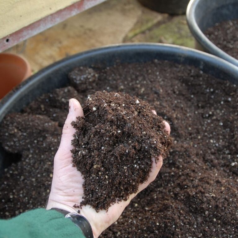 How Adding Sand to Potting Mix Boosted My Plant’s Health [2025]