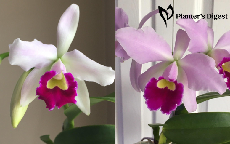 why-orchids-change-color-banner