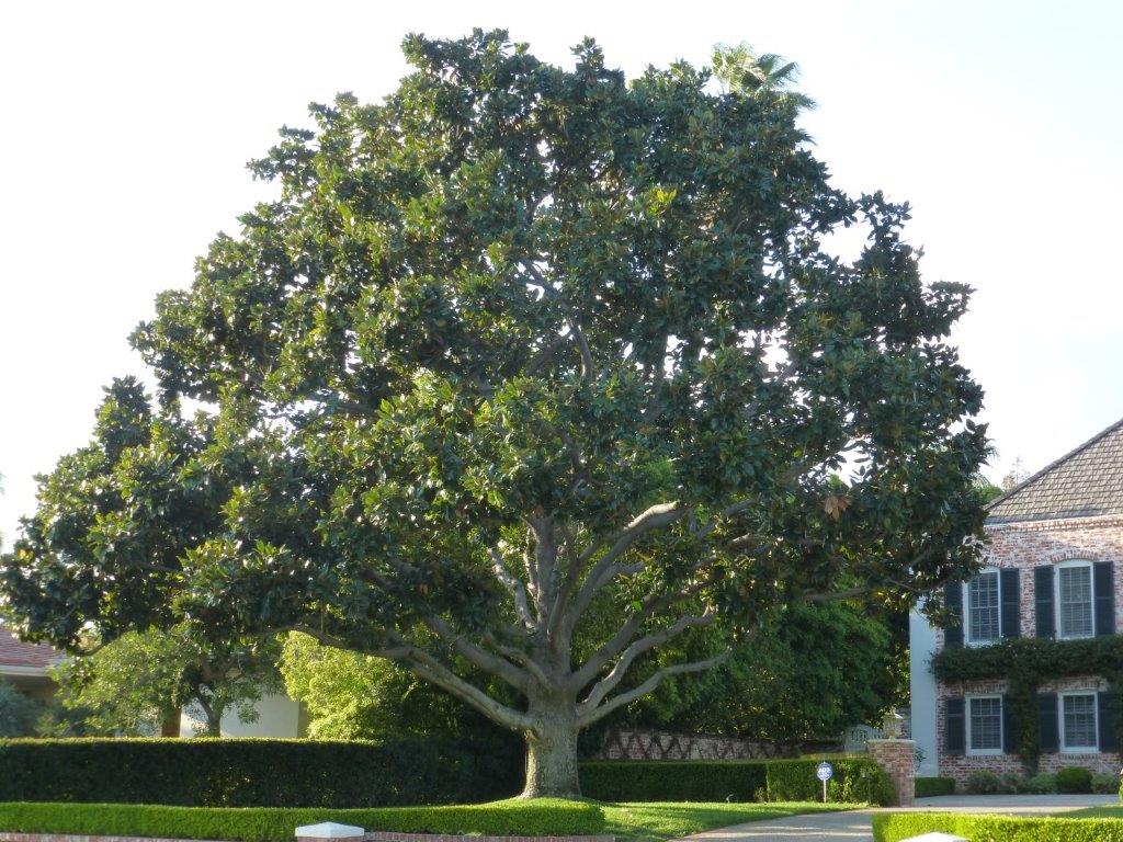 magnolia-wood-main-varieties