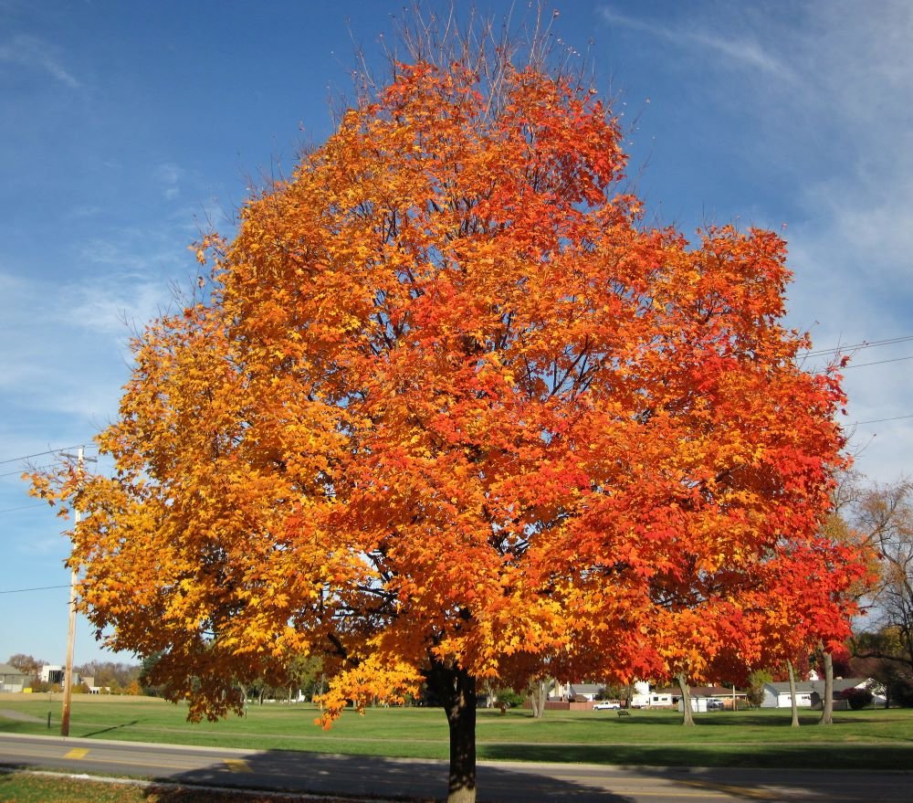main-varieties-and-differences-of-maple