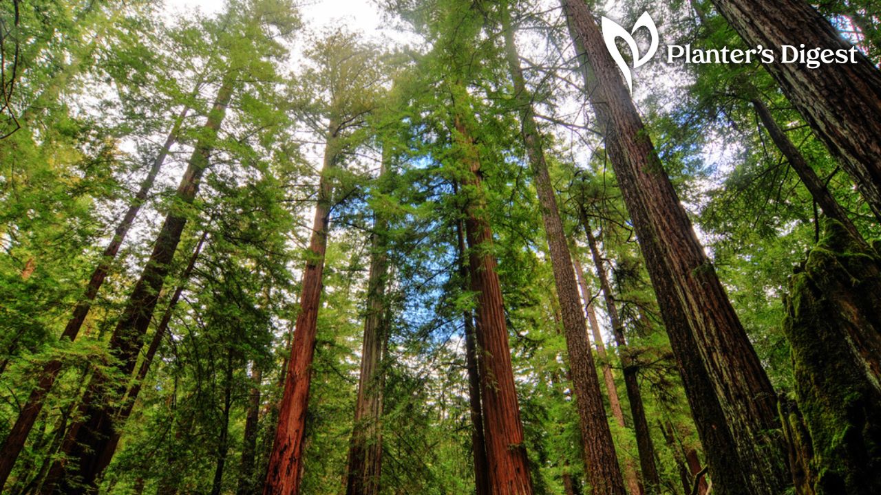 redwood-as-firewood-banner