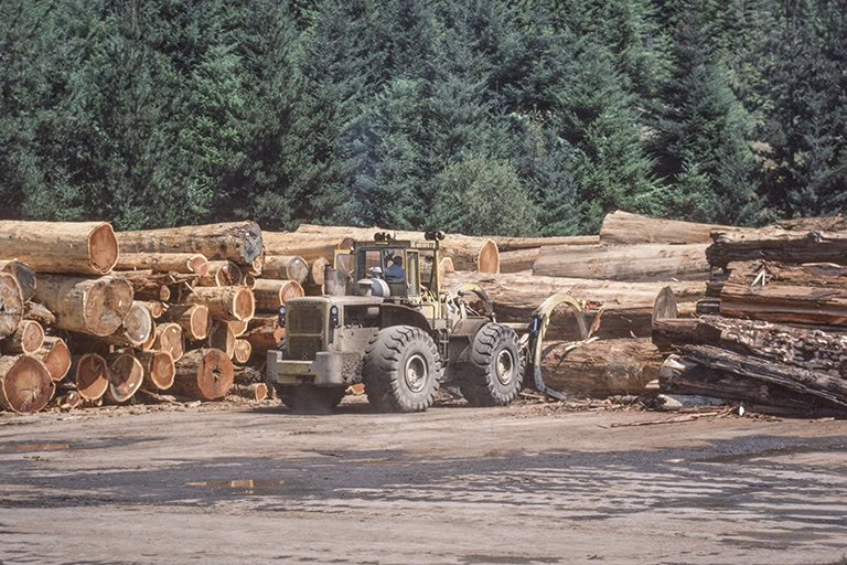redwood-as-firewood
