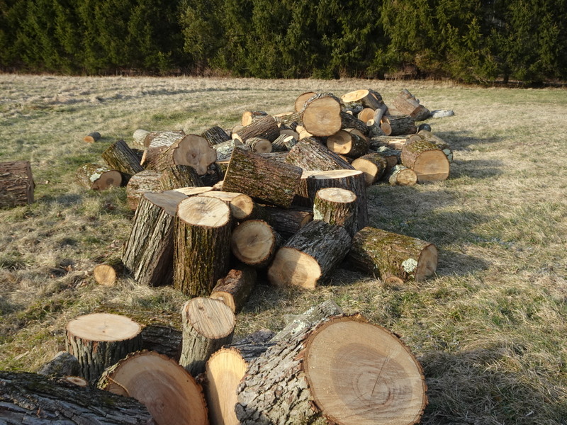 sugar-maple-as-firewood