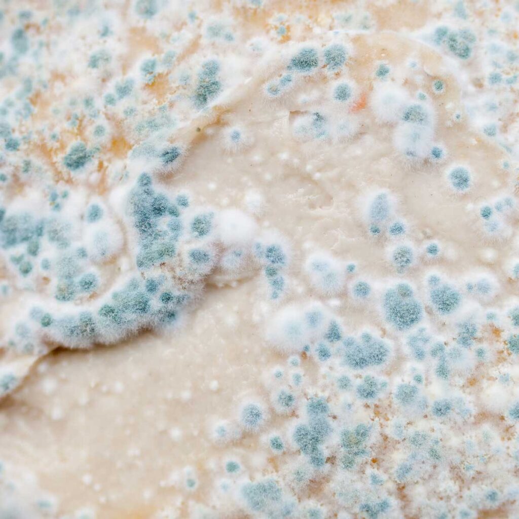 aspergillus