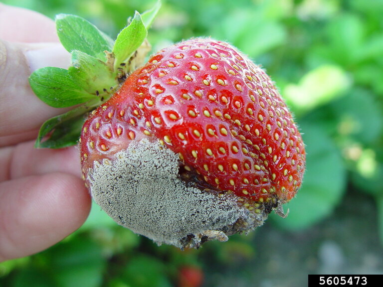 botrytis