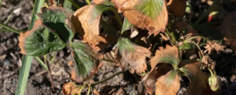 fusarium