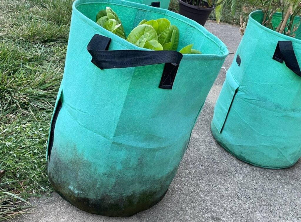 plant-in-a-grow-bag-with-mold