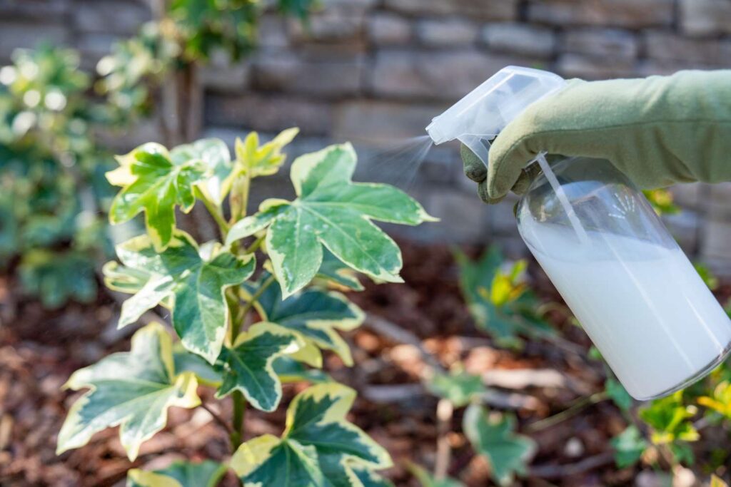 spraying-vinegar-on-a-moldy-plant
