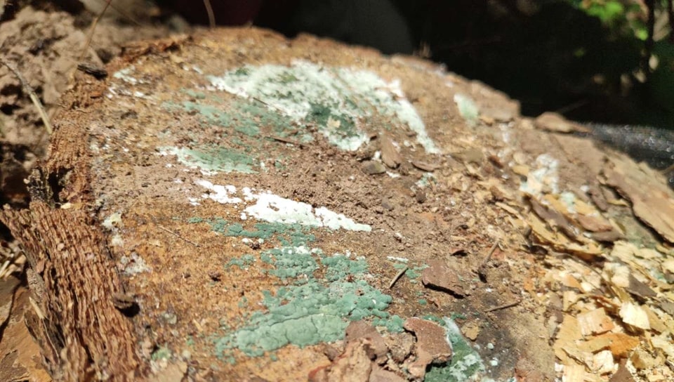 trichoderma